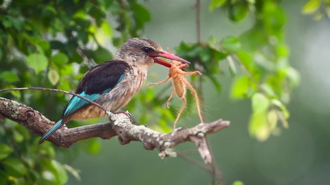 Brown-hooded Kingfisher eating a huge spider in Kruger National park, South Africa ; Specie Halcyon albiventris family of Alcedinidae