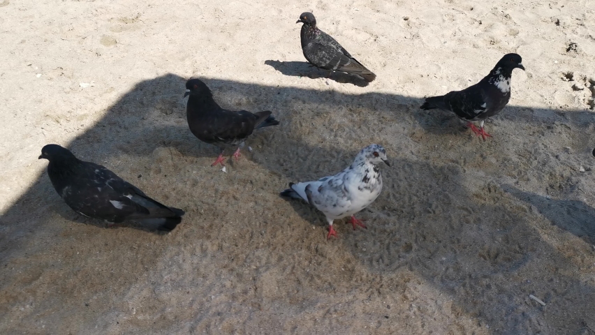 Men's boot tramples a piece of rusk, pigeons watch and go to the crumbs ...