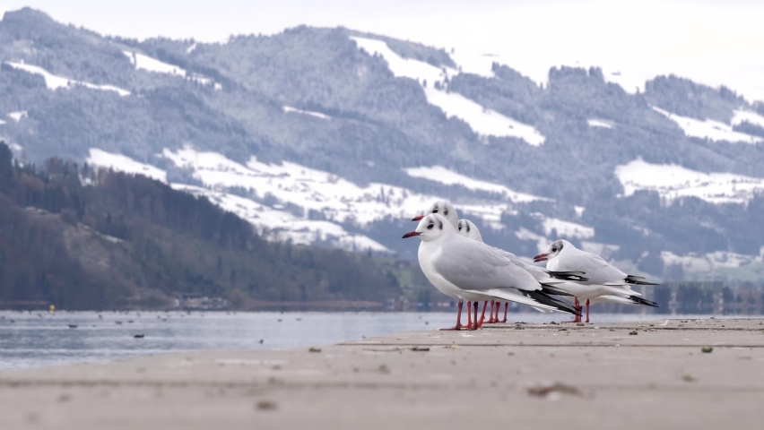 Multiple Seagulls standing in fron of lake and Mountain and flying away