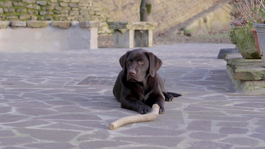 Close-up portrait with chocolate Labrador puppy lying on the ground in outdoors. Dog biting and playing with a wood. Training, teething and healthy growth concept.