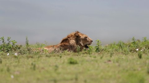 An African lion sub-adult resting on the side of the path
