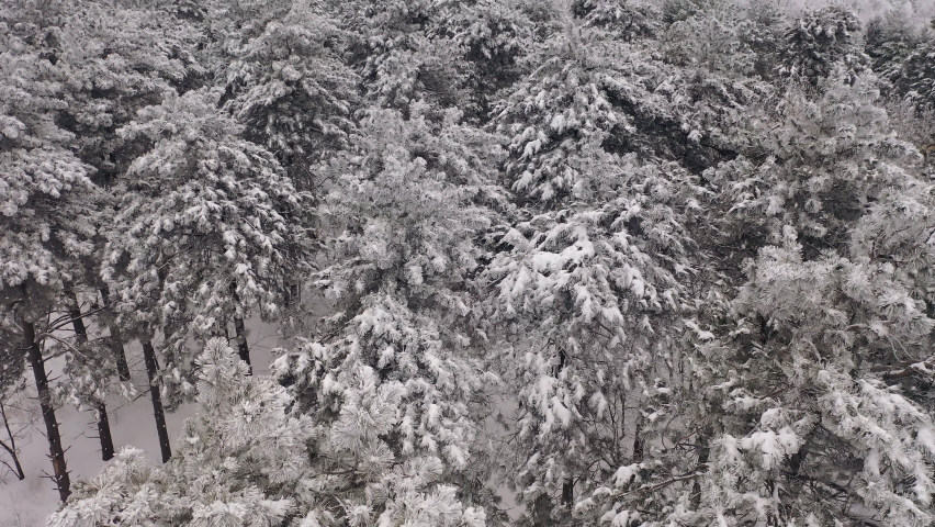 Aerial view of pine forest in winter. Trees covered in snow, overcast misty weather. Beautiful nature, landscape, winter wonderland
