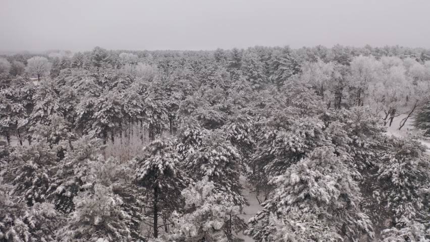Aerial view of pine forest in winter, car driving on rustic road. Trees covered in snow, overcast misty weather