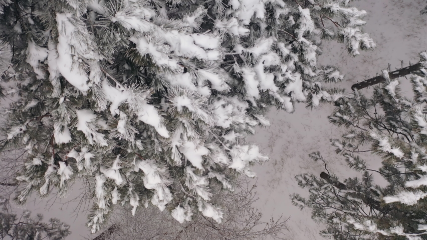 Aerial top down closeup view of pine tree covered with snow, overcast misty weather. Beautiful nature, landscape, winter wonderland