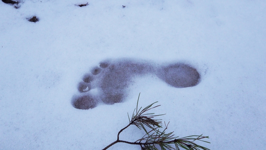 Barefoot Footprint on Snow During Winter Day
