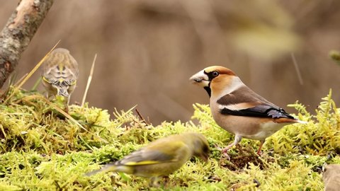 The hawfinch (Coccothraustes coccothraustes) male bird wintertime