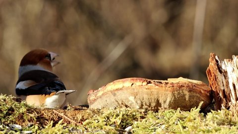 The hawfinch (Coccothraustes coccothraustes) male bird wintertime