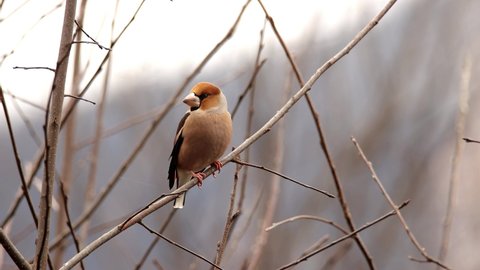 Hawfinch (Coccothraustes coccothraustes) male bird sitting on a branch