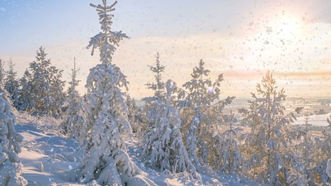 Soft snowfall in the winter snowy forest. Beautiful winter landscape at sunset. Spruce branch in the snow. View from the top of the mountain