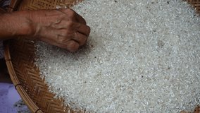 Farmer selects the impurity out off the grain jasmine rice seed by traditional hand process. Rice seeds are dried in the sun after being harvested from rice fields and milling. 4K video footage.