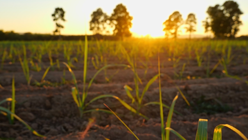 Close up leaves of sugarcane in plantation with sunset | Shutterstock HD Video #1065063517
