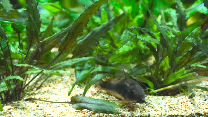 beautiful wild corydoras Corydoras bronze aeneus freshwater fish in aquarium.