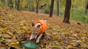 active small dog Jack Russell terrier in orange clothes digging fetching a blue disk toy. Playing outdoors in autumn park. Slow motion video footage handhold camera movement. Weekend walk wit a pet