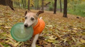 Adorable excited dog running in the autumn park with blue disk toy in mouth. Dynamic handhold camera slow motion video footage. Funny stylish pet Jack Russell terrier wearing orange jacket Active walk