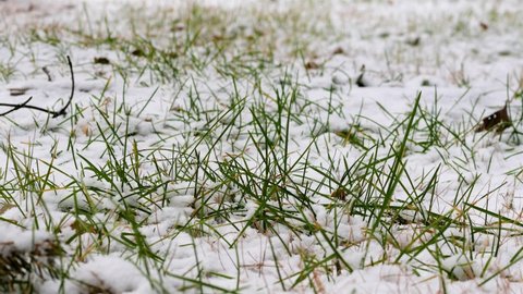 snowy ground and snowy winter lawns.