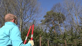 back view of professional worker prune green fir branch with gardener pruning shears. Static tripod shot. 4K UHD video clip.