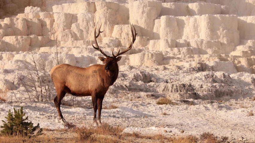 Mammoth Springs In Yellowstone National Park, Wyoming Image - Free 