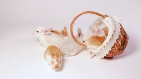 Small domestic rabbits of ginger color are playing in a basket, crawling out of a wicker basket on a white background. Funny Furry Pets Bunny Videos.