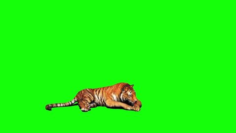 Tiger Looking Around on Green Screen