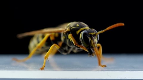Wasp on a black background wakes up and cleans
