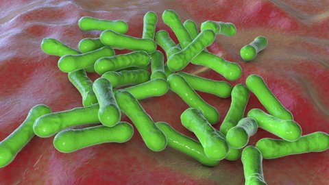 Bacteria Corynebacterium diphtheriae, Gram-positive rod-shaped bacterium that causes respiratory infection diphtheria and also skin lesions, 3D animation
