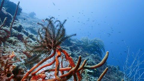 Seascape in turquoise water of coral reef in Caribbean Sea, Curacao with Crinoid,  fish, coral and sponges