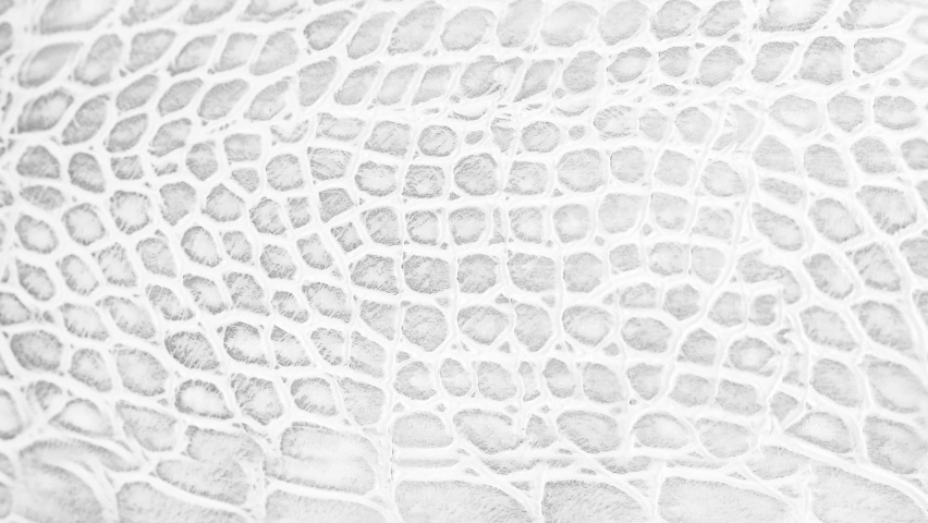 Skin snake background White snake skin texture Close-up 