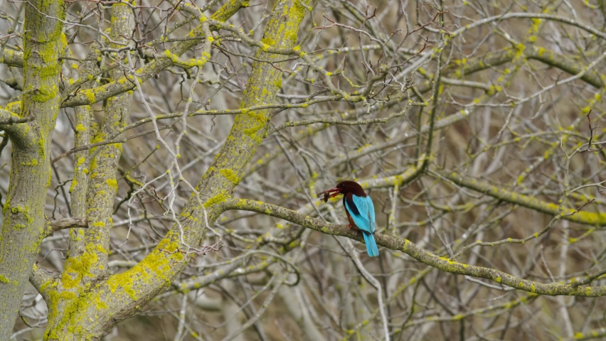 White-throated Kingfisher holds a Mole cricket in its beak and swallows it.