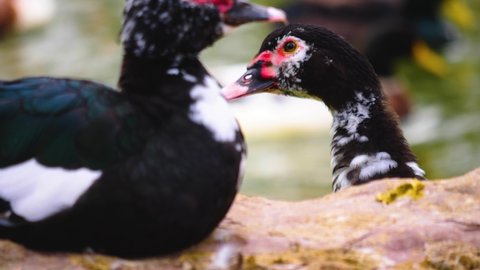 Close up of Muscovy duck sitting on a rock beside a lake with rack focus.