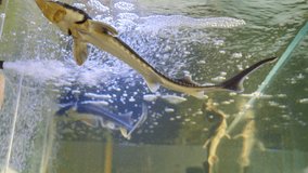 Sturgeon fish swimming in aquarium. sturgeons floating under water. Beluga swimming behind glass. Elite fish delicacies from Russia. Live fish and underwater world. Source of black caviar. 4 k video