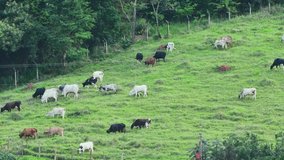 Cows eating grass on the slope of a hill and moving to another place, leaving the pasture. Time lapse video. Grazing cows, Brazilian cattle.