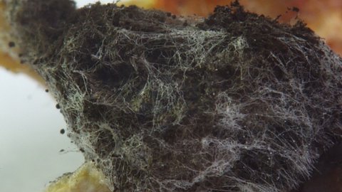 A macro picture of overgrown black mold on rotten fermented wheat bread