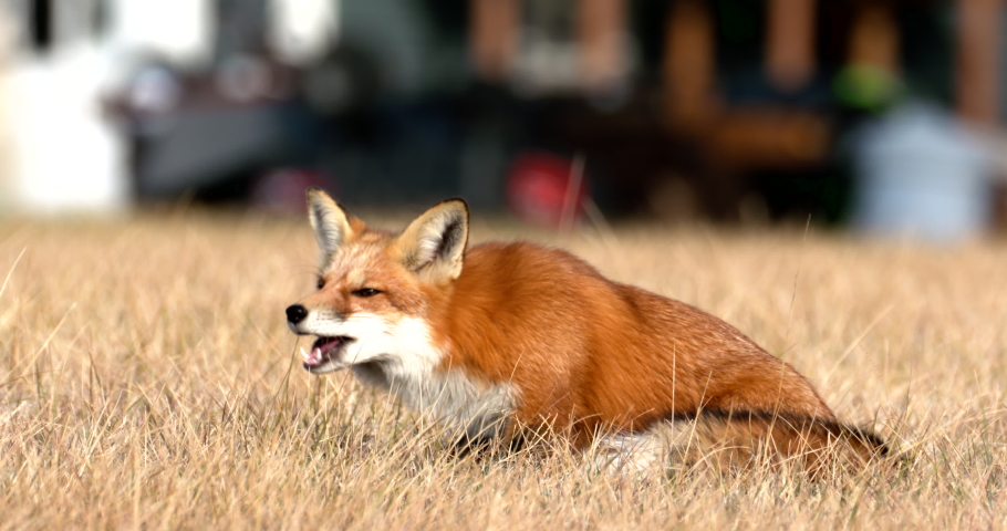 a fox chews on a meal in a yard