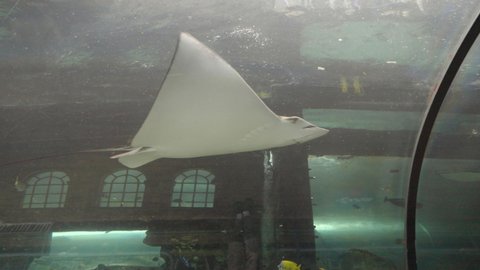 side view of an ocellated eagle ray swimming past a glass tunnel at a public aquarium in sydney, australia