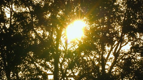 dark tree and rays of sun background