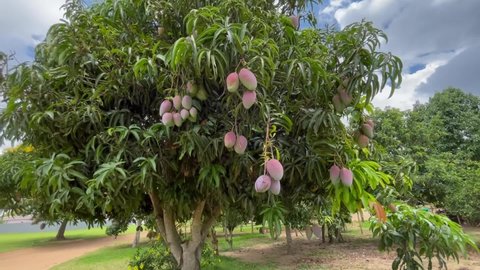 large mango tree with many fruits and green leaves