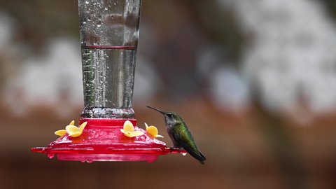 Hummingbird の動画素材 4k Hd動画クリップ Shutterstock