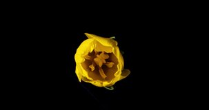 Time-lapse 4K video of yellow tulips blooming. December 2020, Japan.