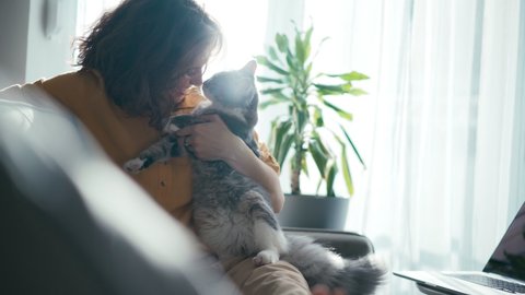 A touching moment between a pet and its owner. A fluffy grey cat kisses its owner on the nose while sitting in her arms.