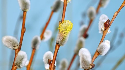 Closeup of willow catkins growing in willow branches, time-lapse