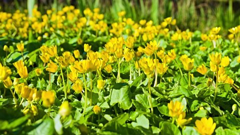 A large blooming ficaria verna, time-lapse of lesser celandine or pilewort