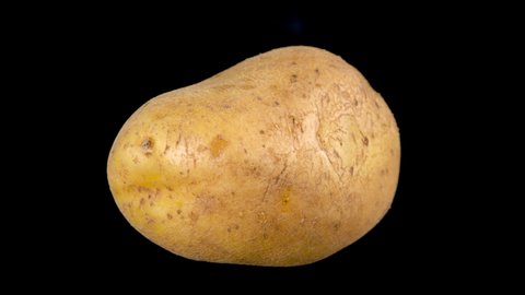 Potato rotates slowly isolated on black background. Large Raw potato.
