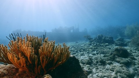 Ship wreck "Tugboat" in coral reef of Caribbean sea with soft coral and sunbeams