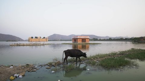 A cow grazing next to a lake at the Jal Mahal in Rajasthan, India. The animal, considered holy in the Indian culture standing in front of famous touristic site after sunset. 4K.