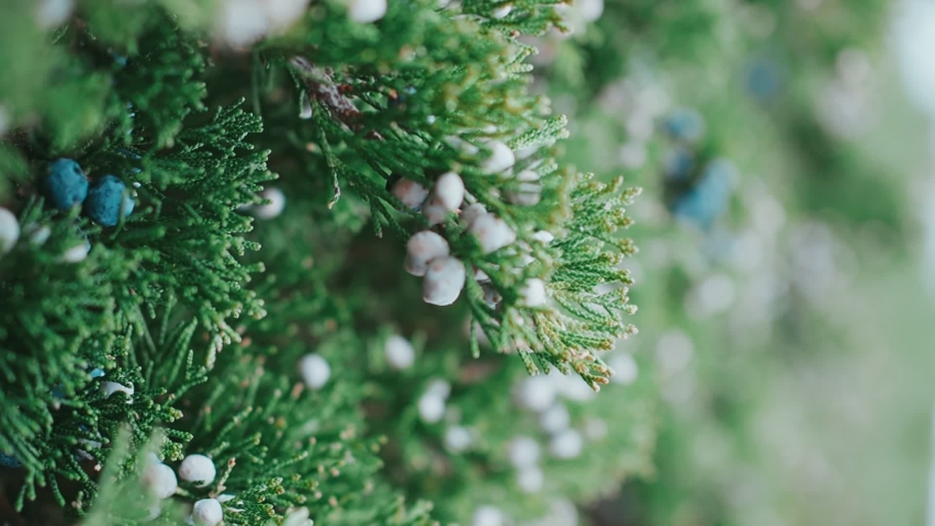 Juniper Trees Stock Video Footage - 4K and HD Video Clips | Shutterstock