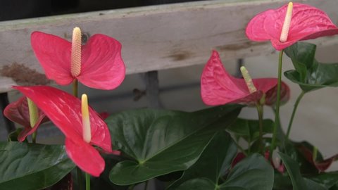 Several joli pink anthurium flamingo flowers moving in the wind
