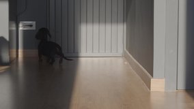 A black puppy of dachshund dog is waiting home for its owner. A caucasian woman is opening the door and coming in. The dog is very happy. She sits down and pets it. Still video 4k high quality footage