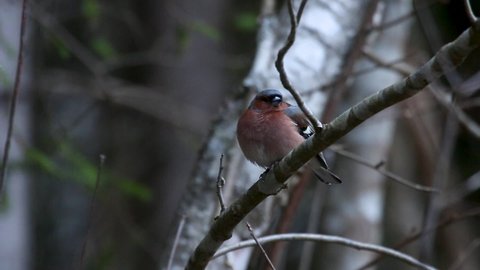Common European woodland bird Chaffinch, Fringilla coelebs perched on a branch and singing during a spring day in Estonian boreal forest.