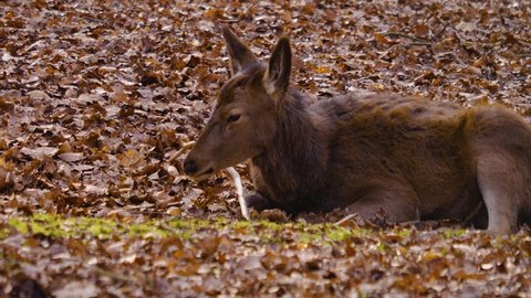 Female red deer in the woods in autumn
