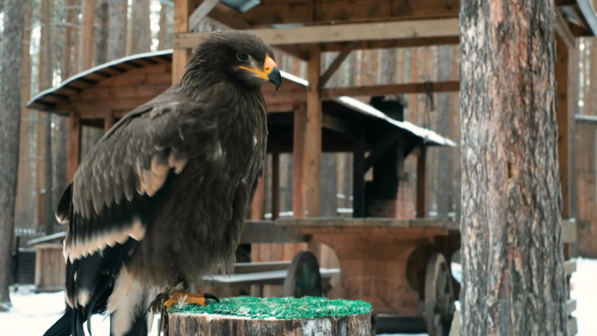 Close-up. The eagle sits on the hand. Looking out for prey in the dark forest. Eating a caught mouse, spreading its wings wide, Western Siberia. Wildlife concept. Fauna. Hunter